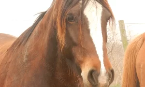 Caballo protagonista