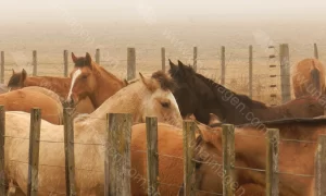 Caballo Corral