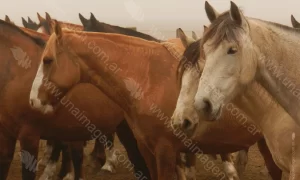 Caballos en compañía