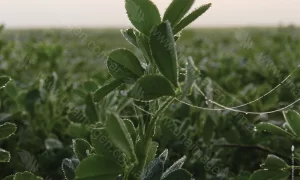 Cultivo y Rocío