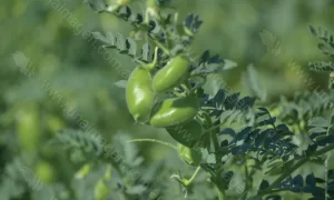 Garbanzo Verde