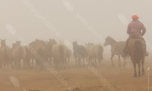 Jinete con Manada de Caballos