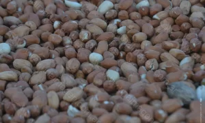 Producción y selección de Maní