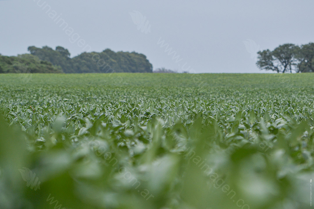 Campo de soja verde