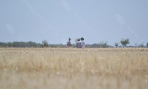 Campo de trigo Amarillo