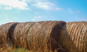 Rollos De Heno Alfalfa